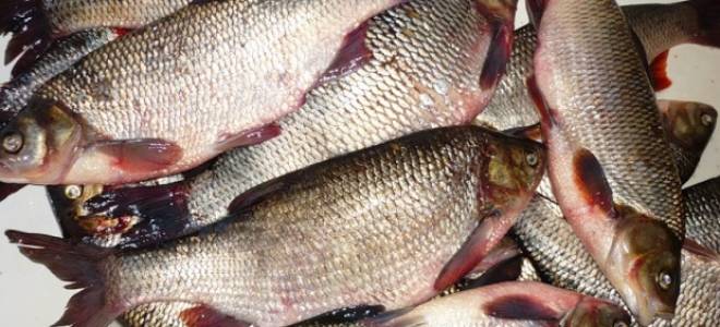 Жарить рыбу с описторхозом