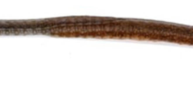 Рыба игла вяленая отзывы