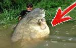 Самые большие рыбы в мире видео