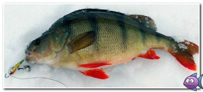 Ловля очень крупного окуня