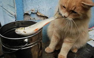 Можно ли кошкам давать рыбу?