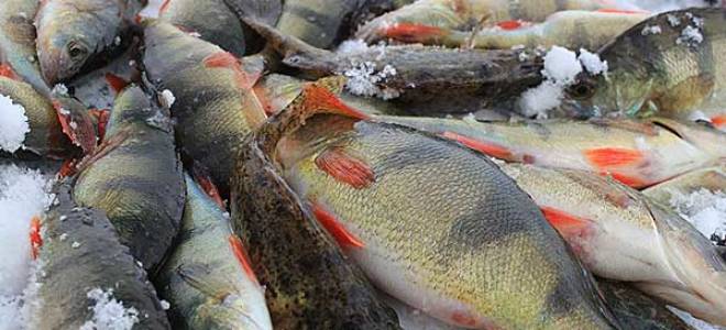 Как правильно ловить окуня на балансир