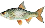 Тарань рыба морская или речная рыба