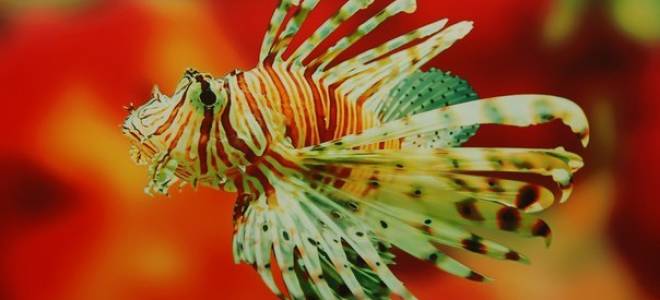 Рыба крылатка чем опасна