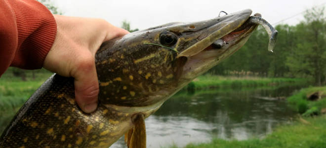 В какую погоду клюет щука в августе