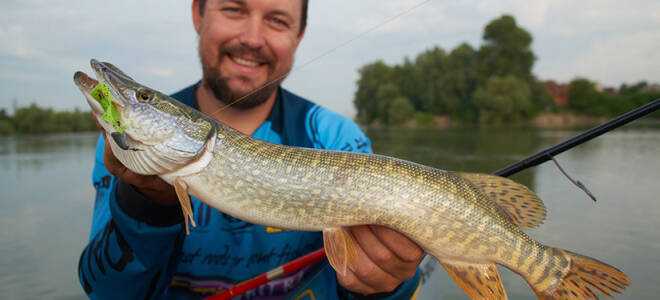 Окунь в реке кубань