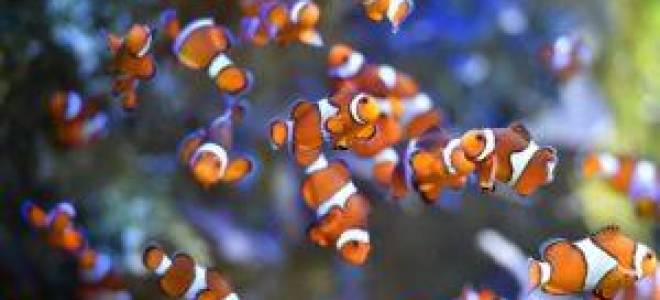 образ жизни и среда обитания рыбы-клоун