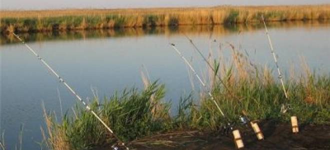 Как поймать сома на донку c берега – 2 варианта и техника ловли