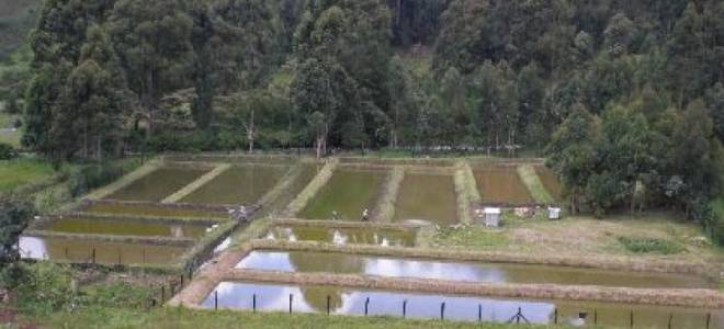 Разведение рыбы в искусственных водоемах узв