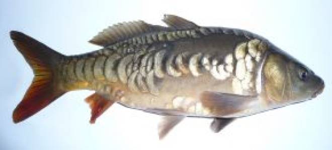 Самый большой зеркальный карп фото