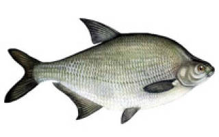 Рыбалка в курчатове курской