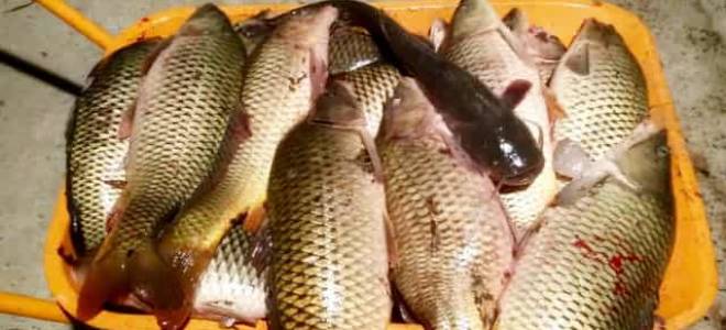 Самые опасные паразиты в морской и речной рыбе