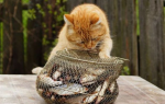 Можно кормить кошку сырой рыбой