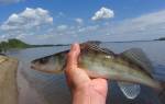 Рыбалка на Дону в Волгоградской области – куда отправиться?