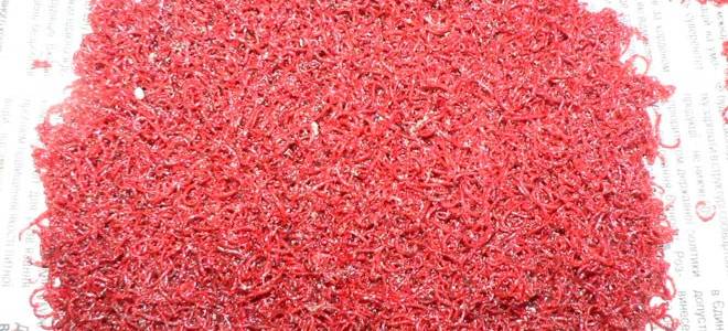 Сколько рыбы живут без корма