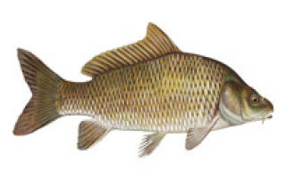 Прогноз клева рыбы во владимире