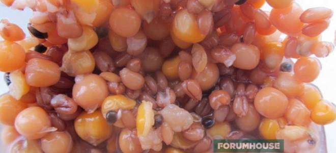 Зерно для карпа