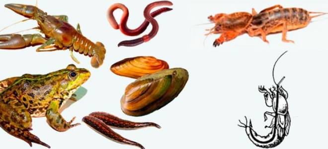 Как правильно насадить рака на сома