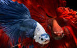 Рыба петушок синий самец