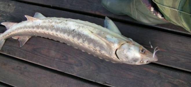 Рыбалка сплавной сетью ловля стерляди