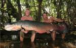Самая большая рыба в реке Амазонке