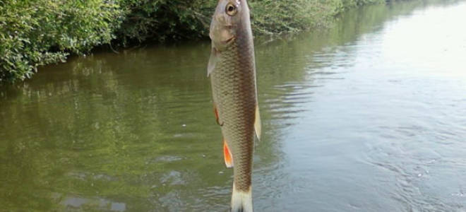 На какую приманку лучше ловить голавля видео