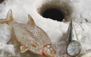 Подкормка для рыбы зимой