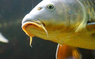 Как можно заразиться описторхозом от рыбы