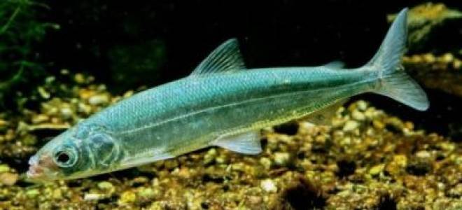 Туруханка рыба википедия