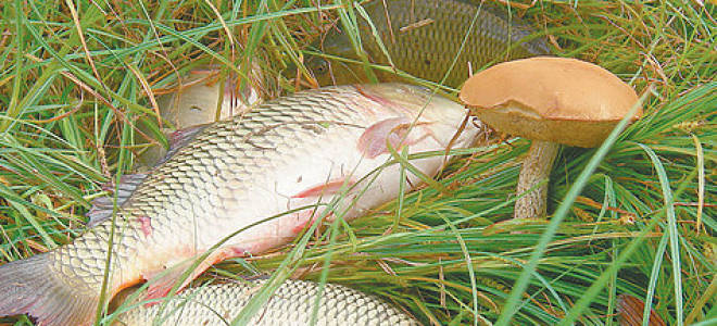 Чем питается карп осенью