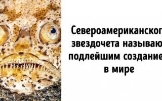 Хищные рыбы океана фото и названия
