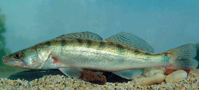 Сколько времени растет судак