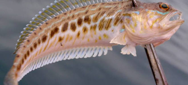 Длинная тонкая рыба черное море