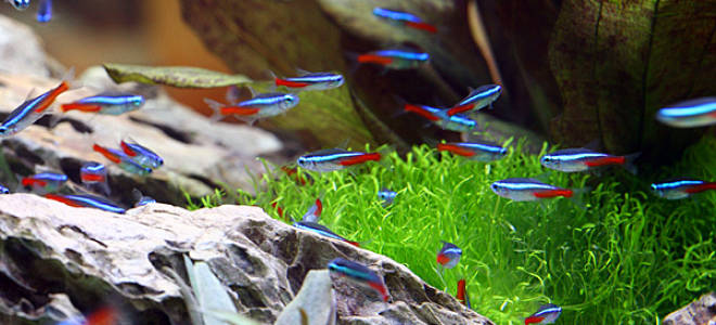 Можно ли креветок содержать с другими рыбами