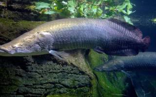 Какие рыбы живут в амазонке картинки