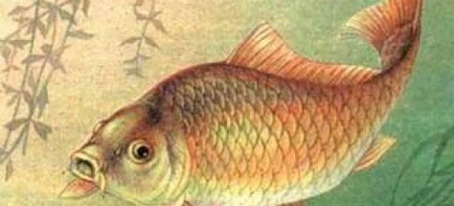 Теория ловли карпа