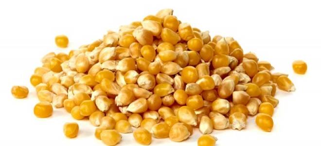 Как правильно сварить кукурузу для ловли карпа