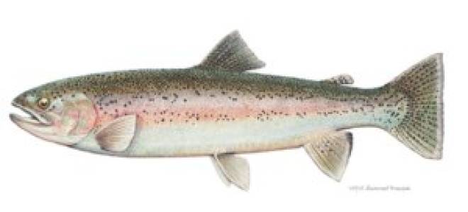 Едим дома форель запеченная в духовке