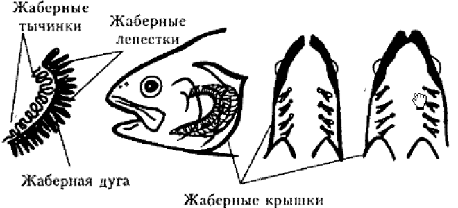 Какая кожа у костных рыб
