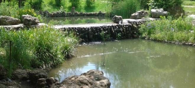 Чем питается карась: чем кормить рыбу для быстрого роста