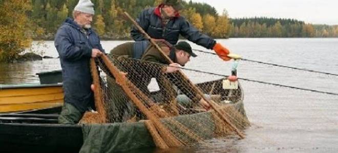 Ловля на смык как сделать снасть