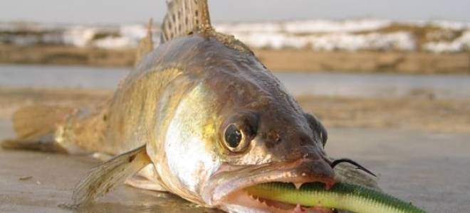 Как собрать отводной поводок на судака