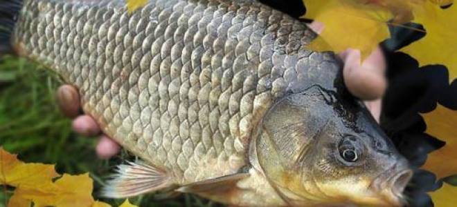 Ловля рыбы осенью карася