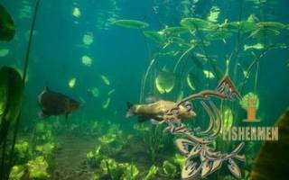 Подводная охота на линя осенью видео