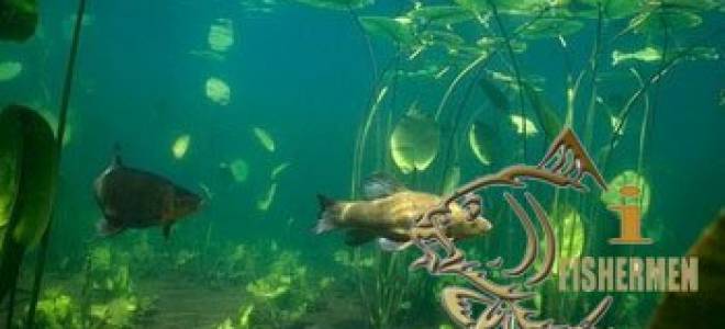 Подводная охота на линя осенью видео