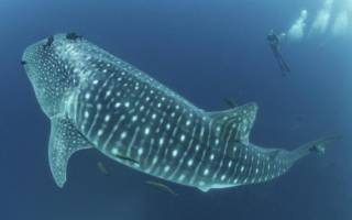 Самая большая рыба планеты фото