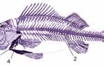 Большой скелет рыбы