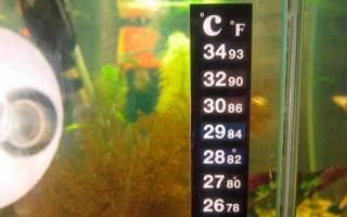 Оптимальная температура для аквариумных рыб гуппи