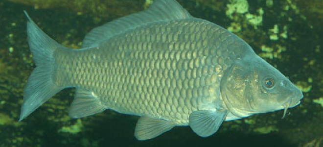 Бизнес идея для села: разведение карпа в пруду