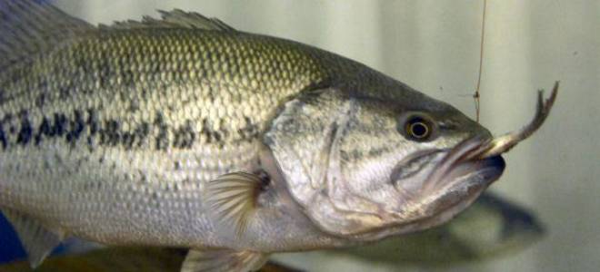 Басс рыба где водится в россии